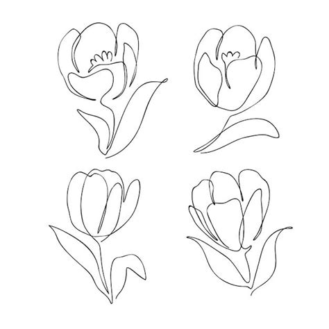 Outline Tulip Imagens – Download Grátis no Freepik